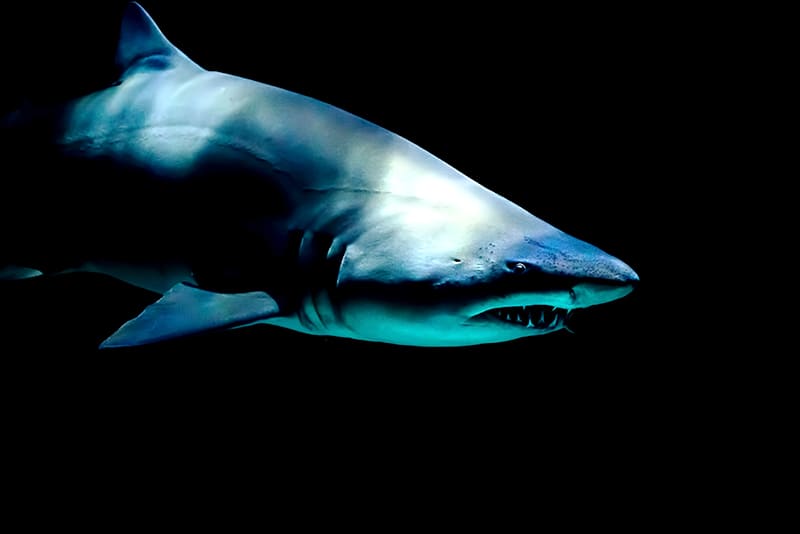 Scientists-view-about-Sharks