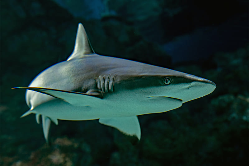 Sharks-have-special-electroreceptor-organs