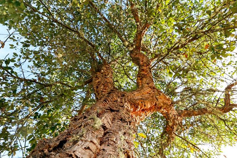Cork-trees-interesting-facts-about-Spain