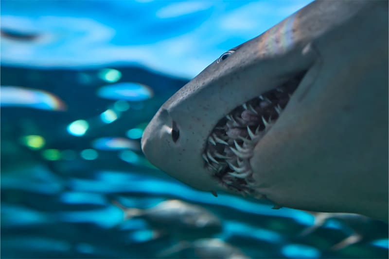 Not-all-sharks-have-the-same-teeth