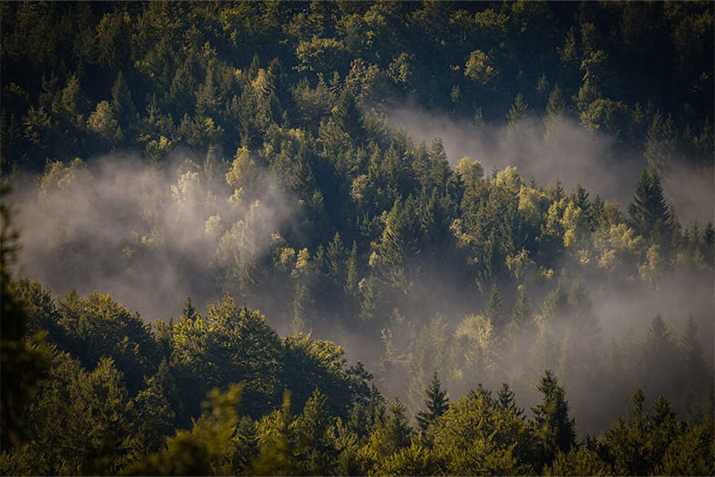 one-third-of-croatia-is-covered-by-forests