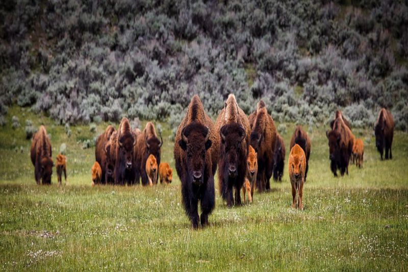 yellowstone national park