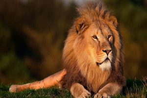 best hunting animals in the world