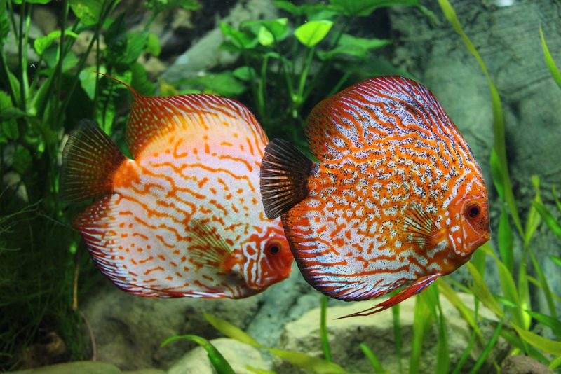 most beautiful fishes in the world