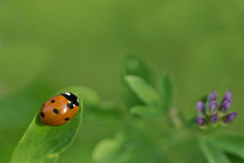 smallest flowers