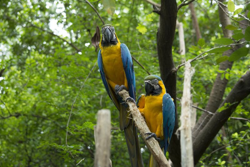Best Things to Do in Ecuador by Floating Through the Amazon Jungle