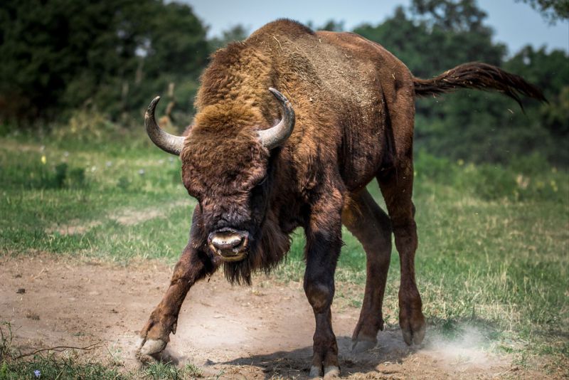 animals with beard