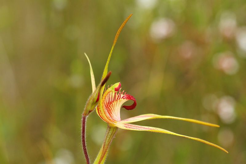 beautiful orchids