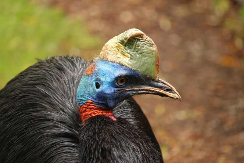 deadly animals in australia