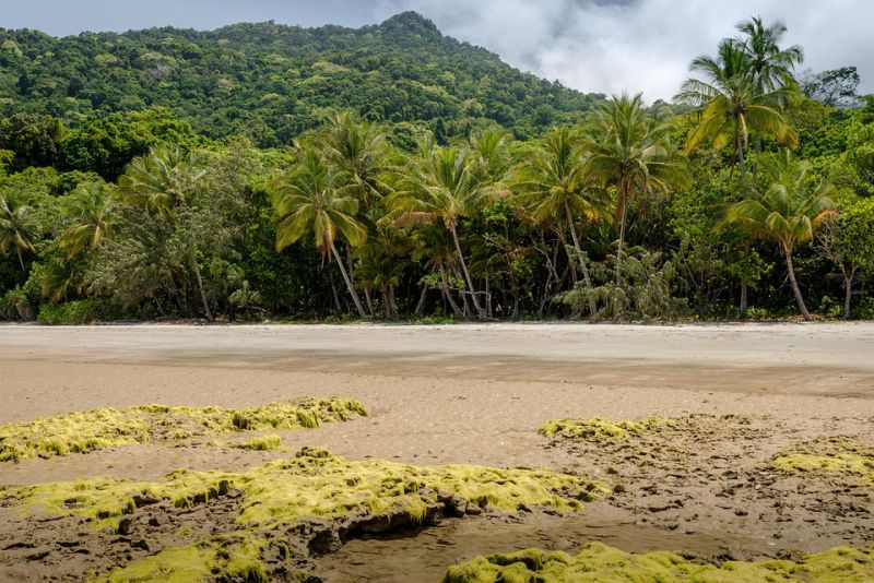 Largest Forests In The World