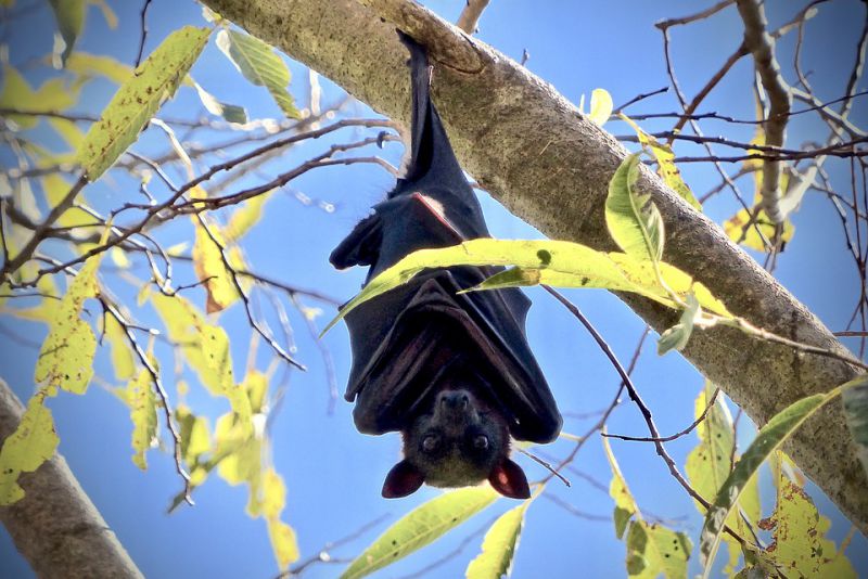 deadly animals in australia