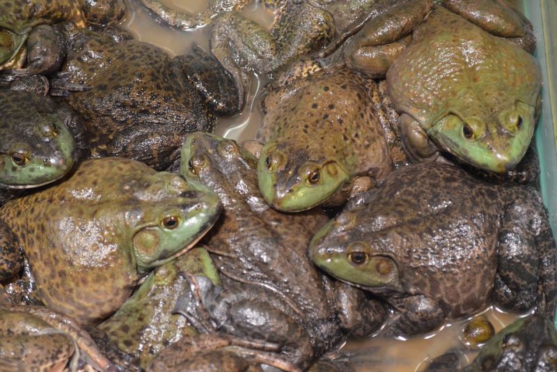 pumpkin toadlets