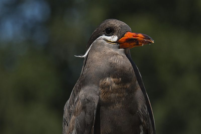 animals with beard