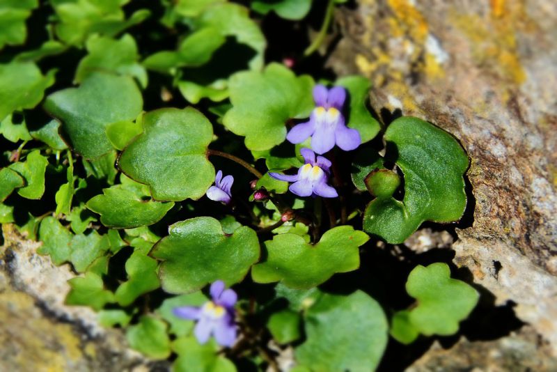 smallest flowers