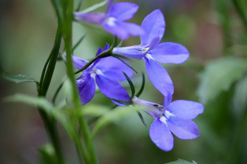 smallest flowers