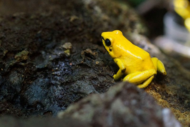 pumpkin toadlets