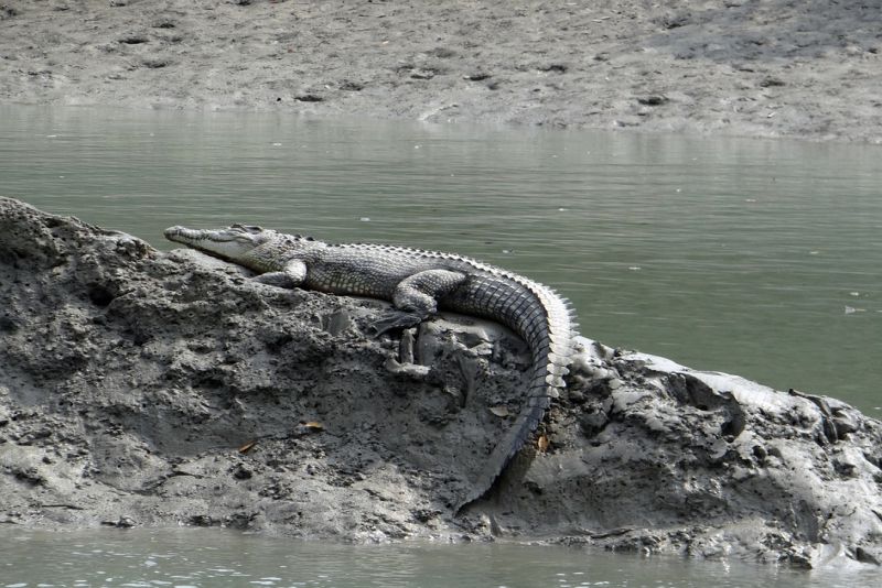 deadly animals in australia