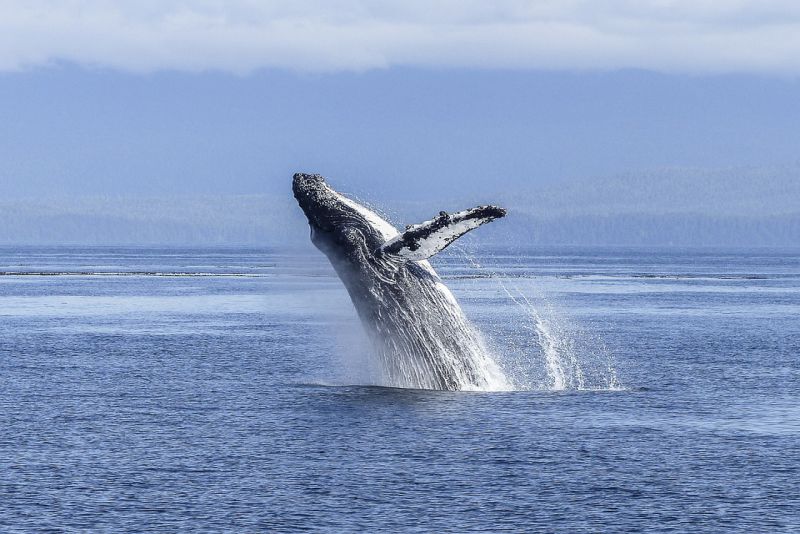 Spot humpback whales