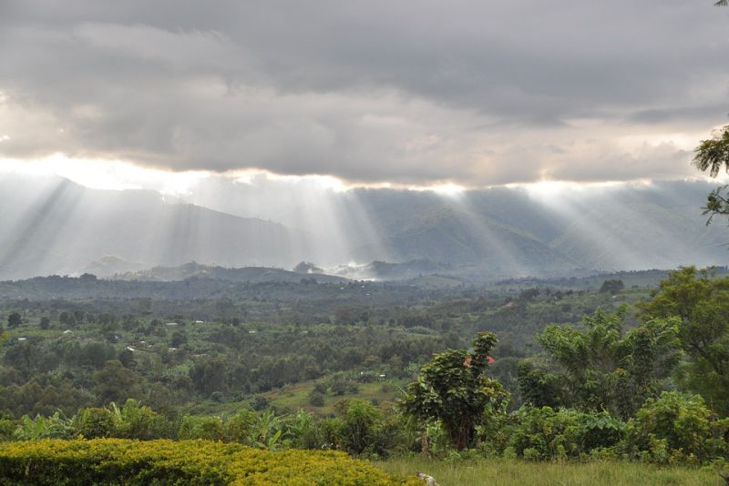 Largest Forests In The World