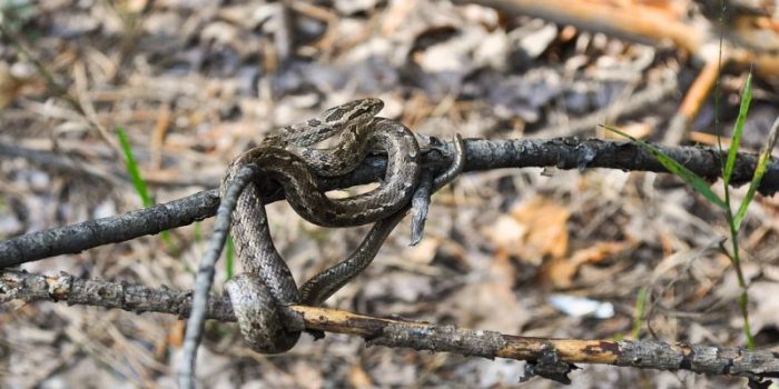 deadly animals in australia