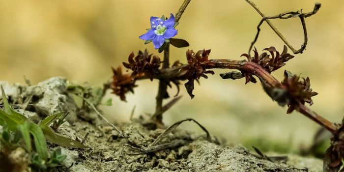 smallest flowers