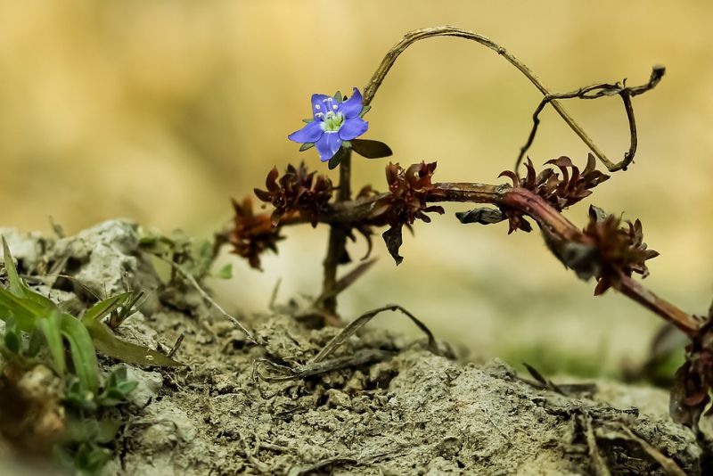 Top 10 Most Smallest Flowers In The World Depth World