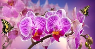 beautiful orchids