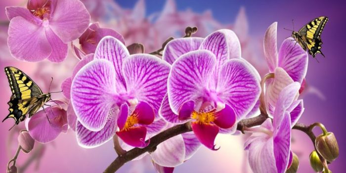 beautiful orchids