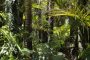 amazon rainforest animals