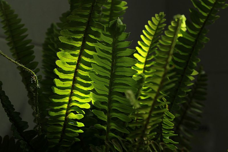 Boston ferns