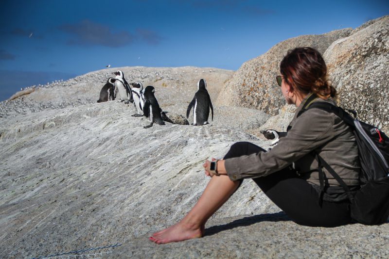 Discover the Adorable African Penguins at Boulders Beach in Cape Town
