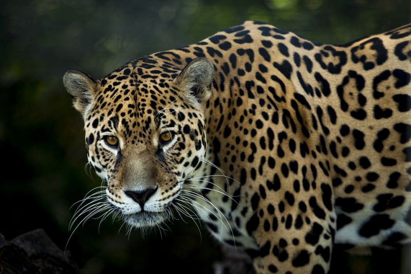 Discover the Beauty of Amazon Rainforest Animals The Majestic Jaguars