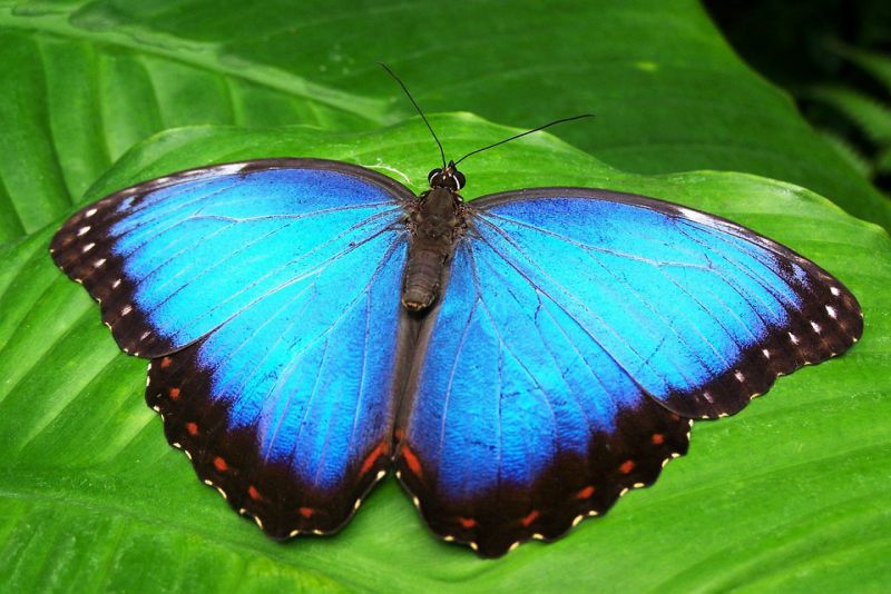 Discover the Beauty of Blue Morpho One of the Stunning Amazon Rainforest Animals