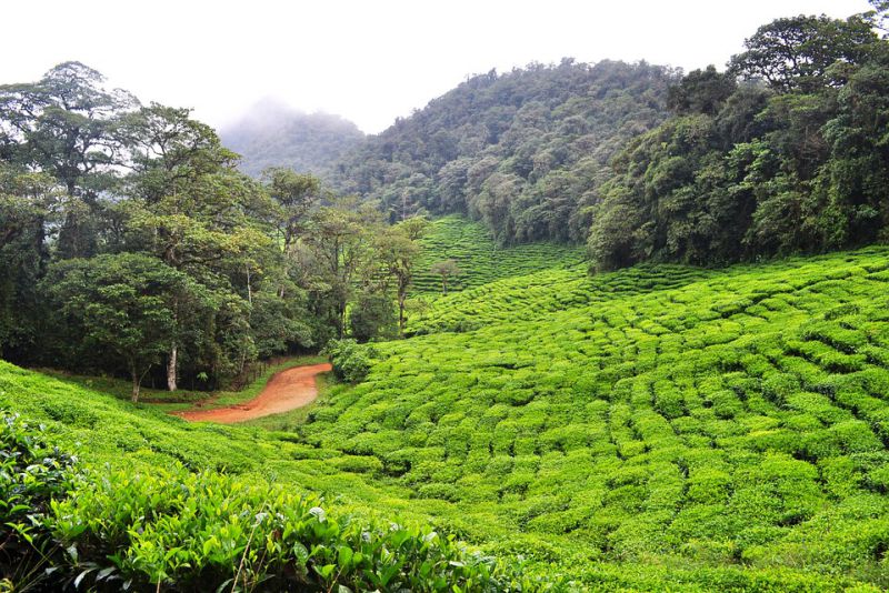 Discover the Best Things To Do in Colombia with a Hike to Laguna de Guativita