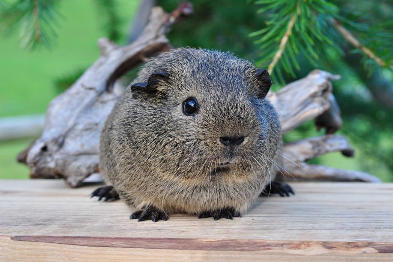 Discover the Fascinating Black Agoutis of Amazon Rainforest Animals