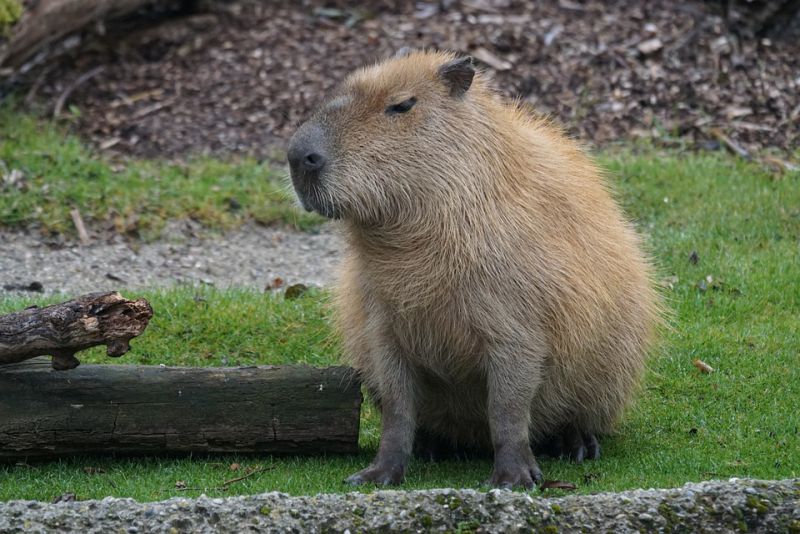 Discover the Fascinating Capybara The Largest Rodent of the Amazon Rainforest Animals