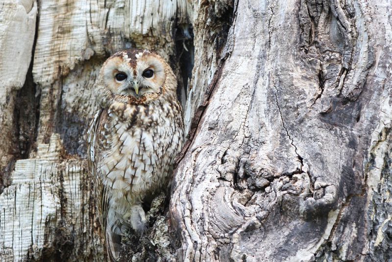 Discover the Mighty Harpy The Largest Raptor of Amazon Rainforest Animals