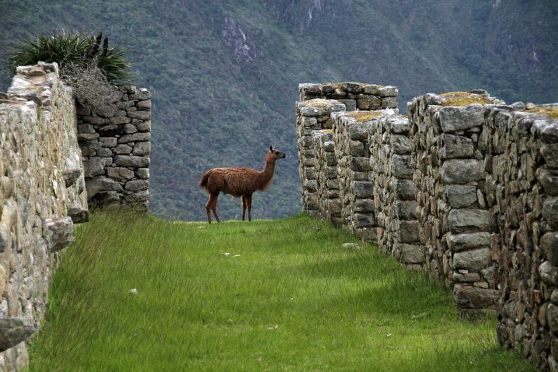 Inca Trail to Machu Picchu