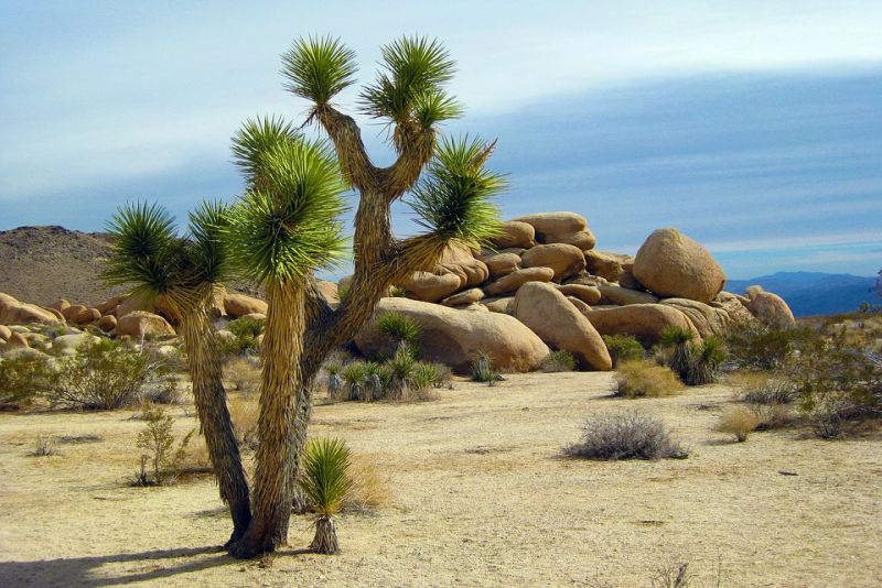 Joshua Tree National Park