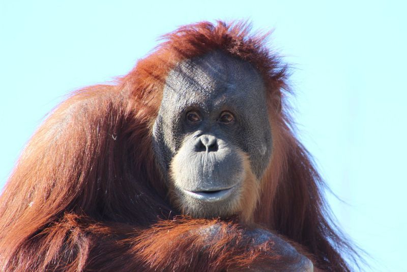 Orangutans The Keystone Species of Amazon Rainforest Animals
