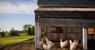 Best Chicken Coops