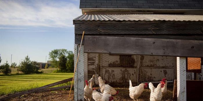 Best Chicken Coops