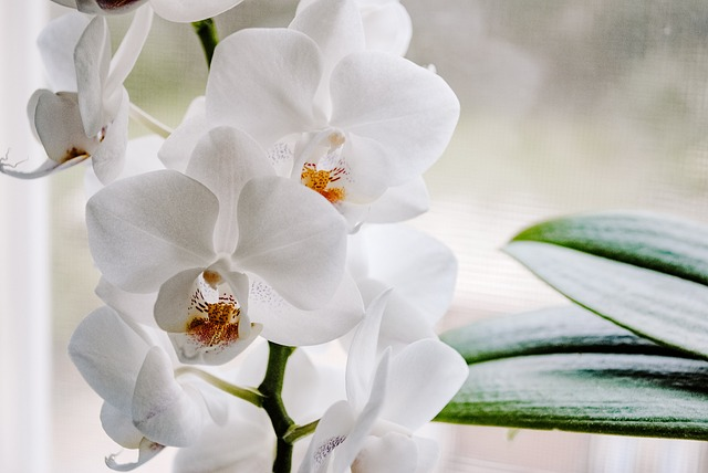 beautiful flowers