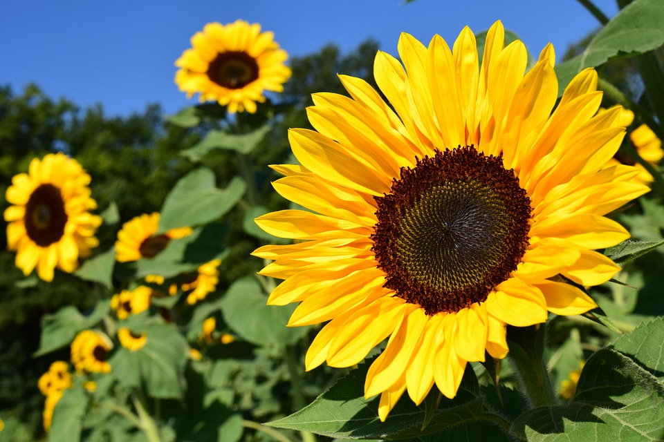 beautiful flowers