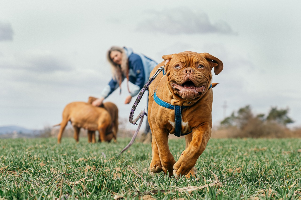 Dogue de Bordeaux