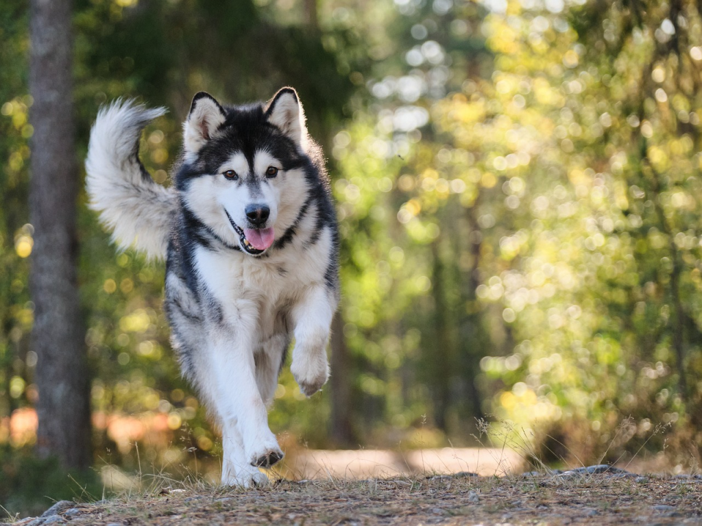 Alaskan Malamute