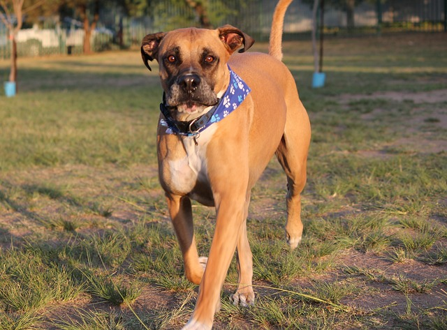 Leonberger - Strongest Dog breeds