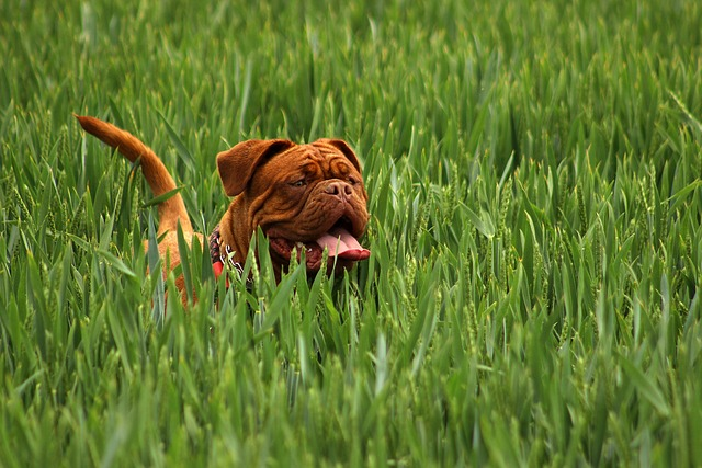 Neapolitan Mastiff - Strongest Dog breeds