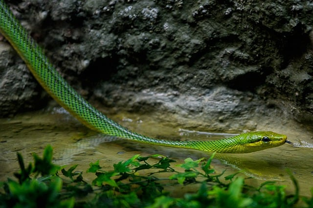 Red-tailed Green Rat Snake