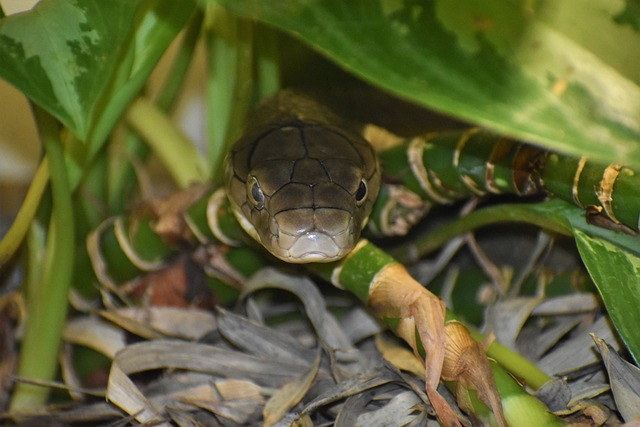 African Egg-Eating Snake